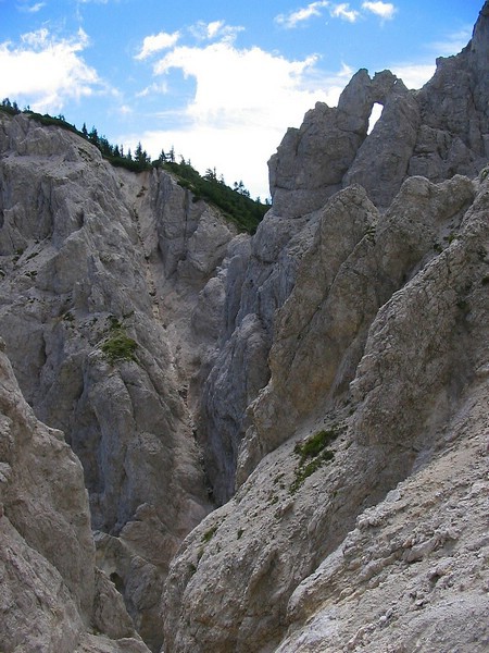 TOLSTA KOŠUTA - foto povečava