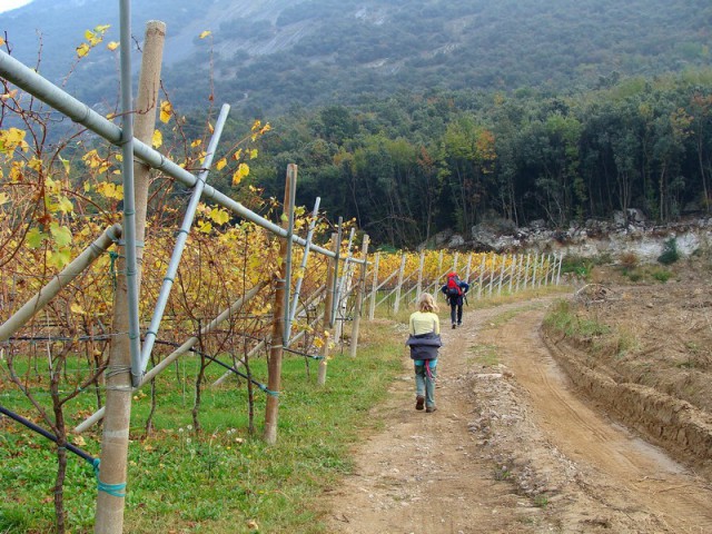 KROMPIRJEVE POČITNICE - foto