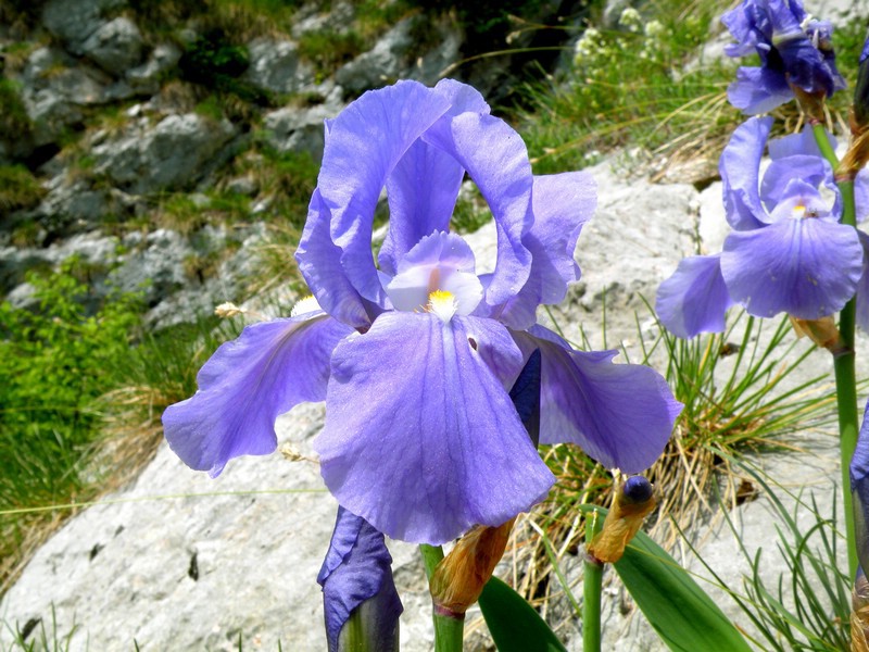 PERUNIKA - foto povečava