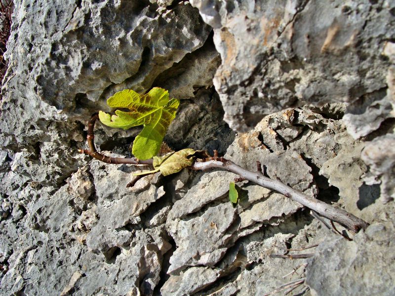 Duino - foto povečava