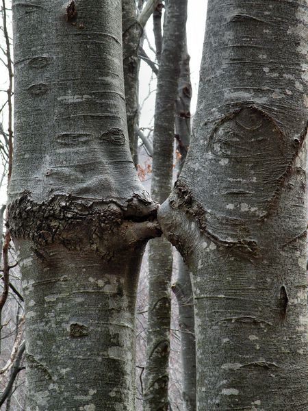 zaljubljenca