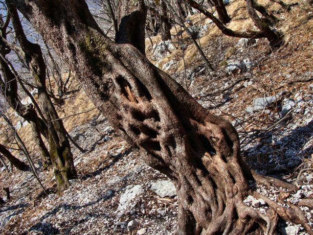 Burja močno otežuje življenja dreves