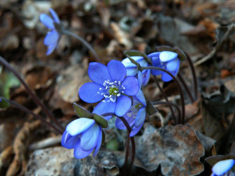 Sončkanje - foto povečava