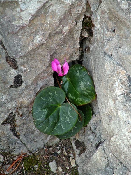 Zvitorepka - foto povečava