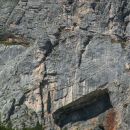 kogel, rumena zajeda itd.