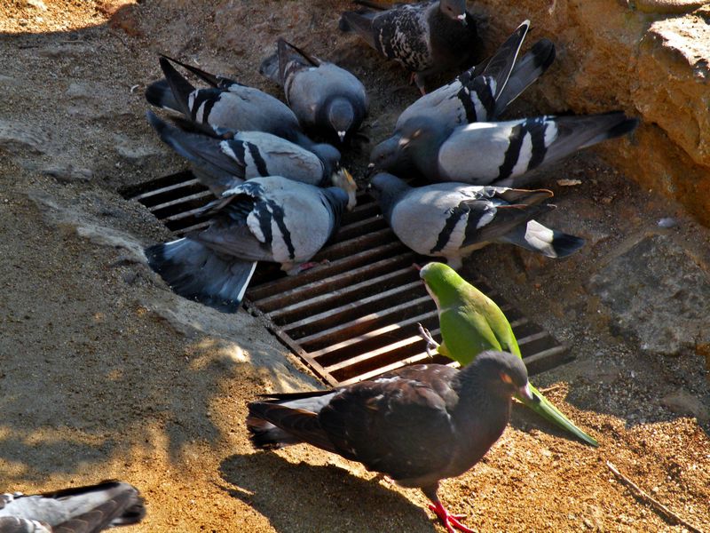 golobi imajo konkurenco v številnih papigah
