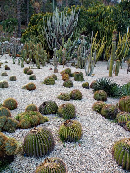 kaktusi vseh vrst in velikosti
