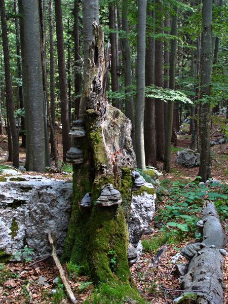 Klinček - foto povečava