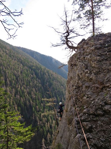 Bruntall - foto povečava