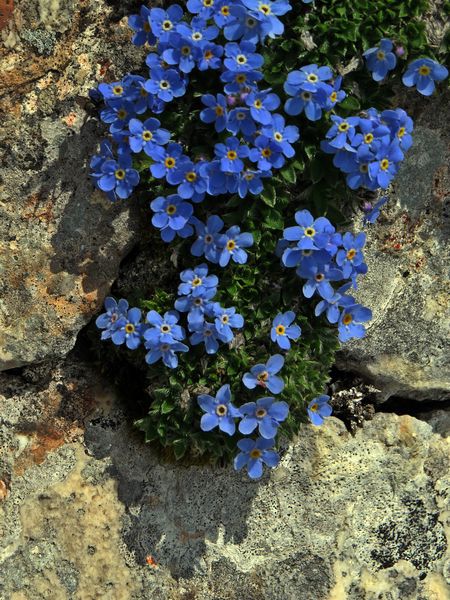 Mangart - foto povečava