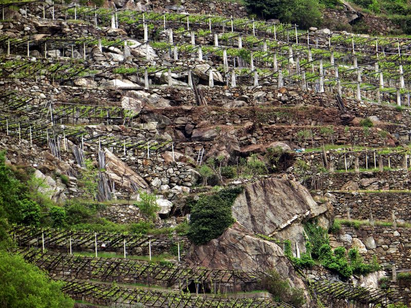 značilni vinogradi doline aoste