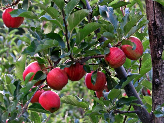 Valtellina je prepolna jabolčnih nasadov