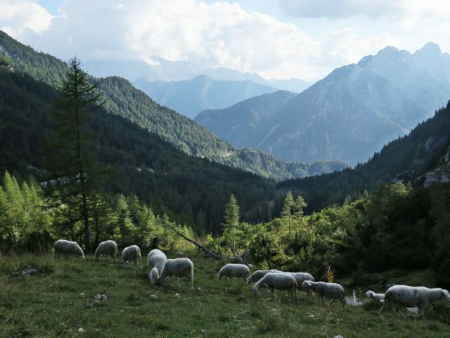 Meketajoča atrakcija vršiča