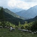 meketajoča atrakcija vršiča