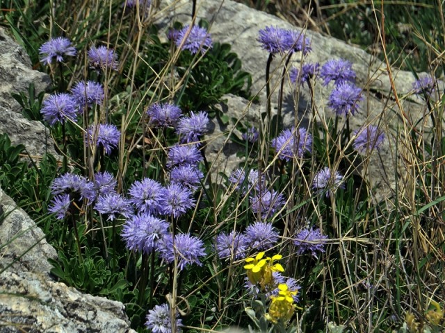 Bih-biokovo - foto