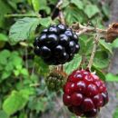 malica