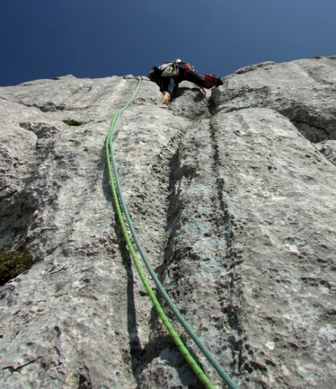 Bovški gamsovec - foto