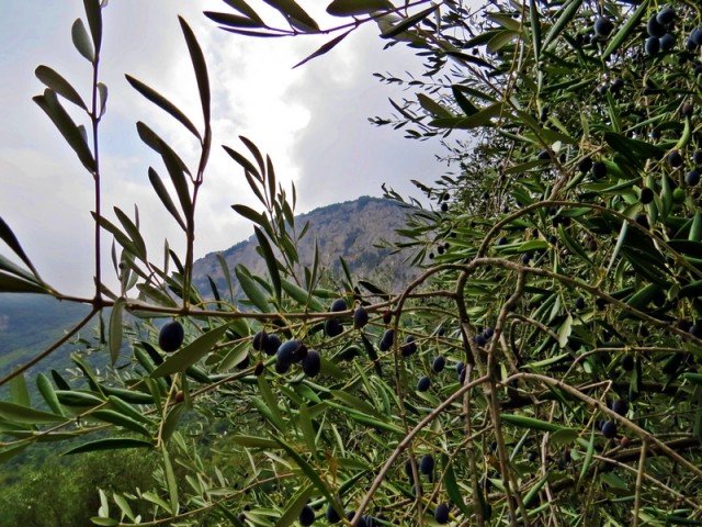 Preboj med olivami do sten