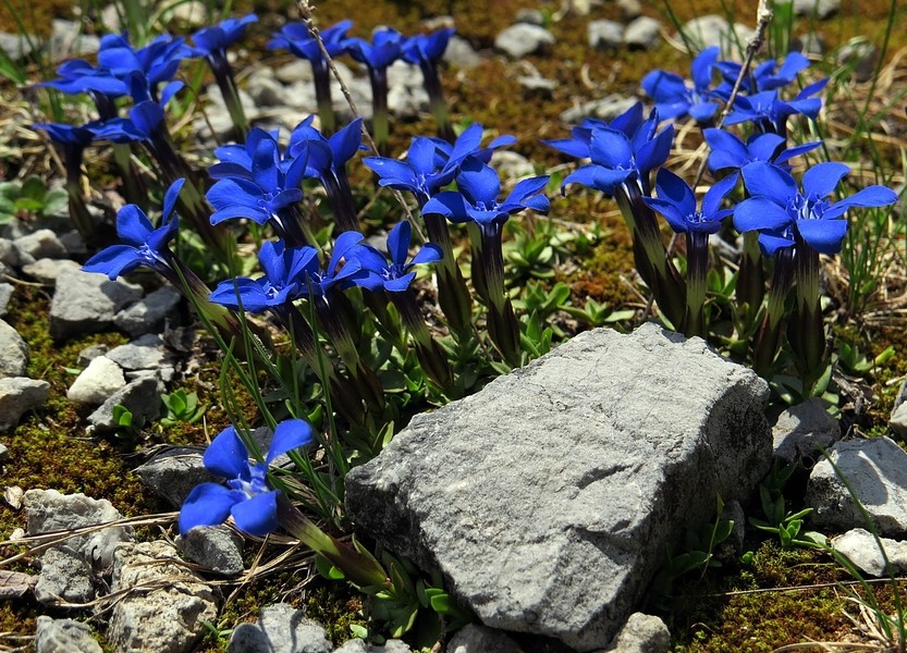 Karnijci - foto povečava