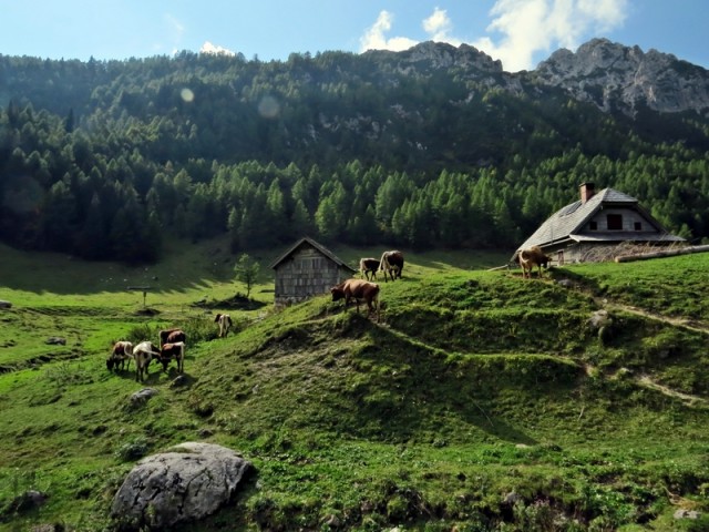 Planina konjščica