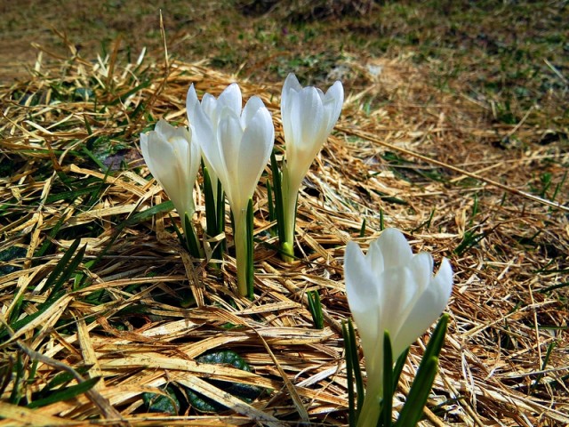 Belčki