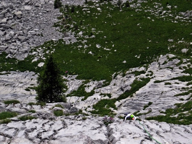 Coston stella1 - foto