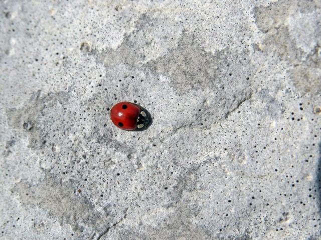 Konkurenca