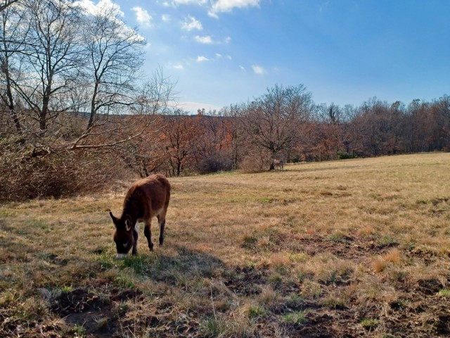 Glinščica1 - foto