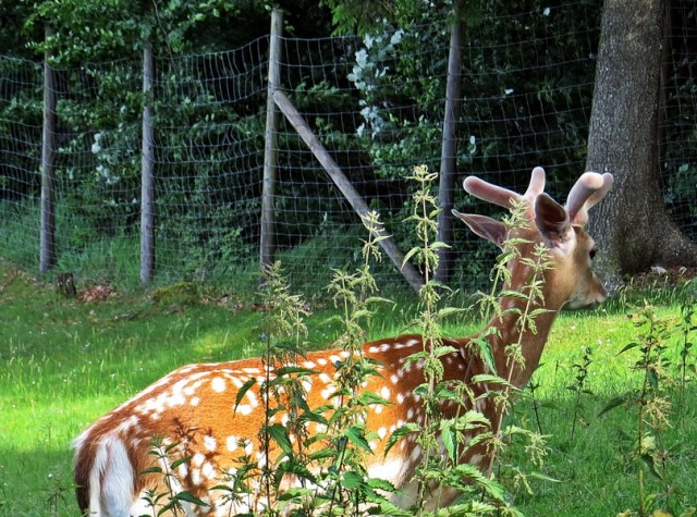 Sramežljiv bambi