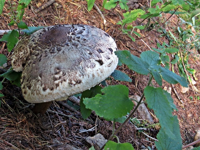 lepotička