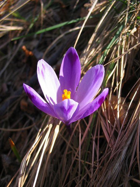 Monte glemine - foto