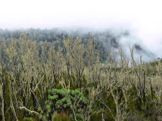 Mt. Kenya & Kilimanjaro - foto povečava