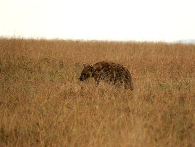 Mt. Kenya & Kilimanjaro - foto povečava