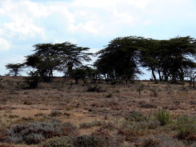 Mt. Kenya & Kilimanjaro - foto povečava