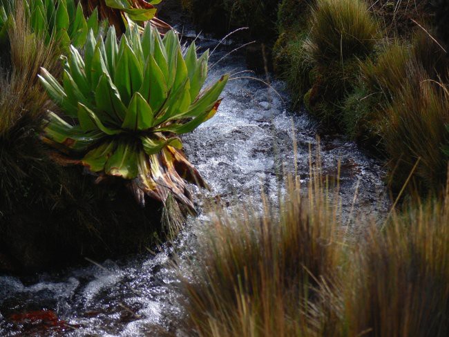 Mt. Kenya & Kilimanjaro - foto povečava