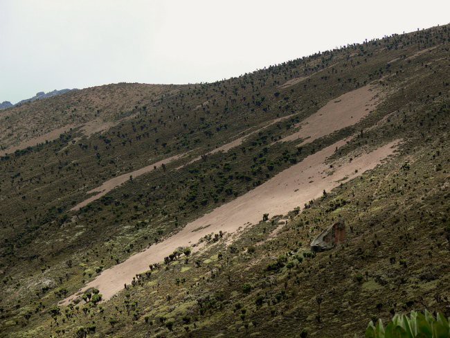 Mt. Kenya & Kilimanjaro - foto povečava