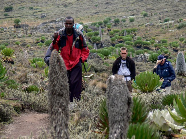 Mt. Kenya & Kilimanjaro - foto povečava