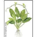 Echinodorus bleheri