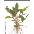 Cryptocoryne walkeri (lutea)