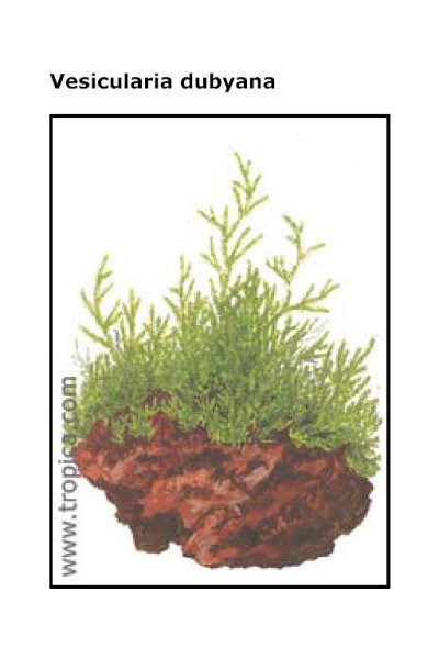 Vesicularia dubyana