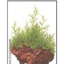 Vesicularia dubyana