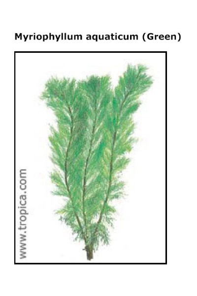 Myriophyllum aquaticum (green)