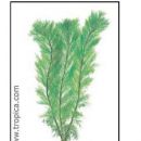 Myriophyllum aquaticum (green)