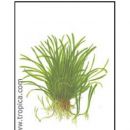 Lilaeopsis brasiliensis