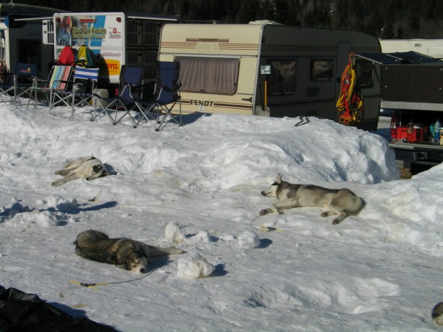 Sled dog 2007 - foto