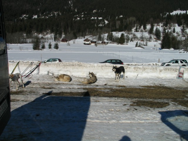 Sled dog 2007 - foto