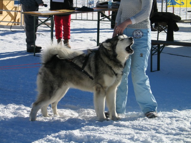 Sled dog 2007 - foto