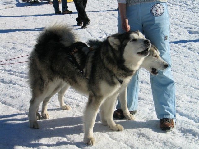Sled dog 2007 - foto