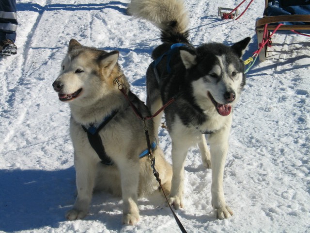 Sled dog 2007 - foto