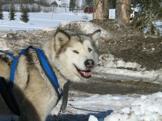 Sled dog 2007 - foto